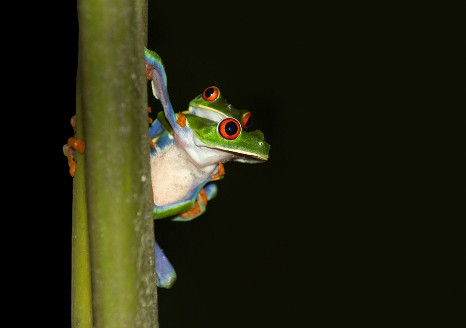 Le COSTA RICA, une extraordinaire biodiversité